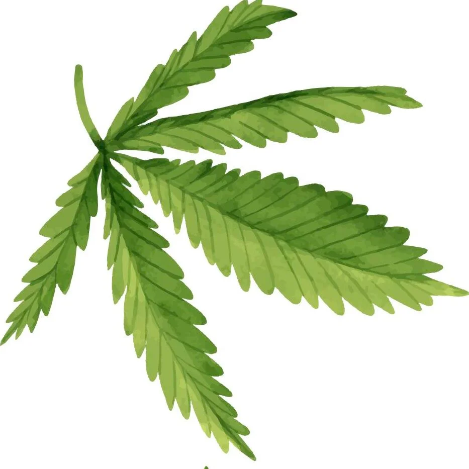 Cannabis leaf against a white background