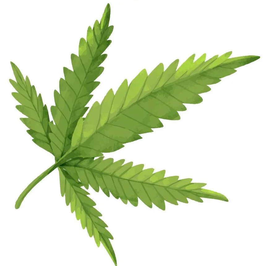 Cannabis leaf against a white background