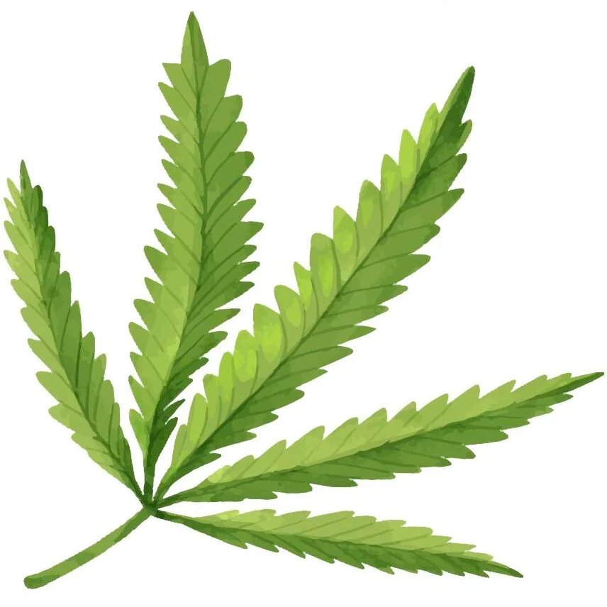 Cannabis leaf against a white background